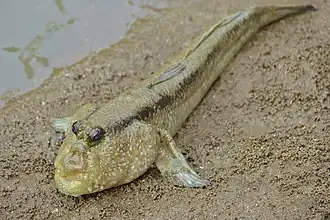 Periophthalmodon freycineti