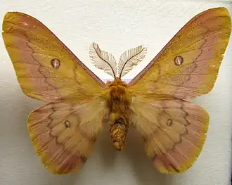 Perisomena caecigena