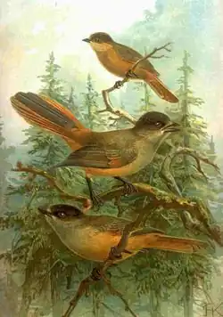 Perisoreus infaustus(1905), Naumann, Naturgeschichte der Vögel Mitteleuropas