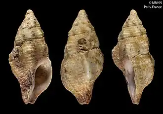 Peristernia ustulata