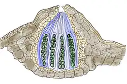 Doorsnede van een perithecium