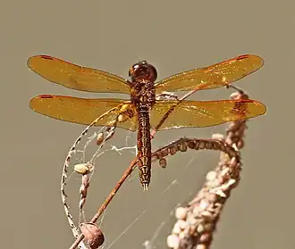 Perithemis mooma