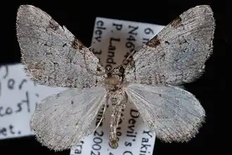 Perizoma costiguttata