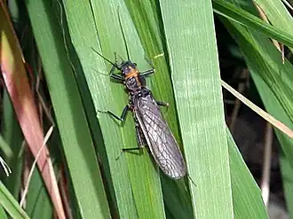 Perlodes microcephalus