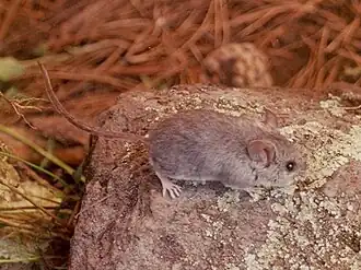 Peromyscus melanotis