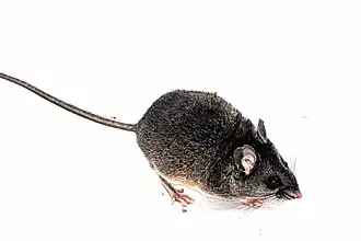 Peromyscus melanurus