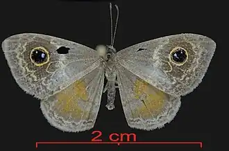 Perophthalma tullius