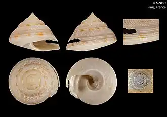 Perotrochus deforgesi