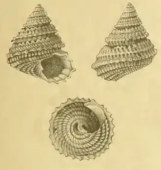 Perrinia squamicarinata