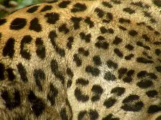 Gevlekte rozetten in de vacht van een Perzische panter