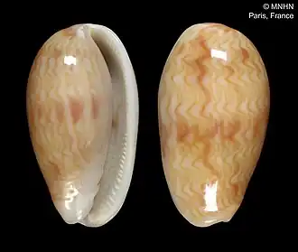 Persicula brinkae