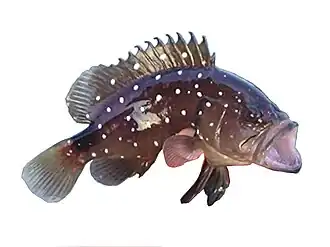 Dermatolepis inermis