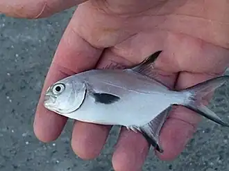 Trachinotus marginatus