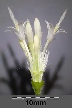 Meeldraden bij wit hoefblad