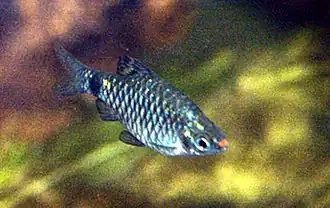 Puntius erythromycter