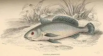 Petilipinnis grunniens