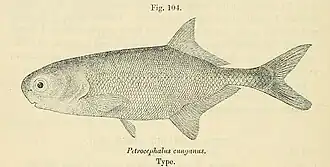 Petrocephalus cunganus