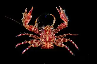 Petrolisthes scabriculus