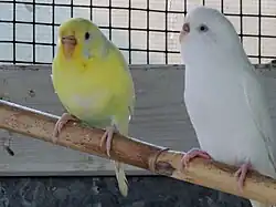 Twee vrouwelijke grasparkieten