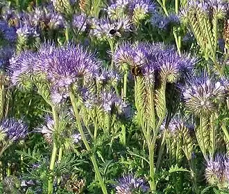 Phacelia
