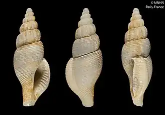 Phaenomenella venusta