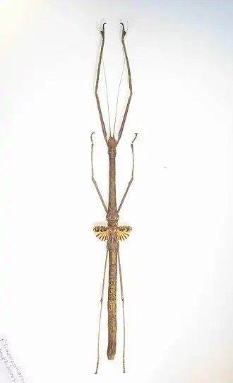 Phaenopharos struthioneus