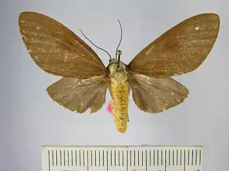 Phaeomolis brunnescens