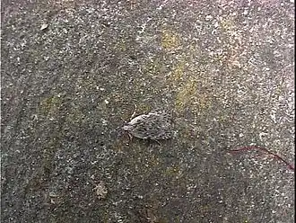 Cryptolechia compsotypa