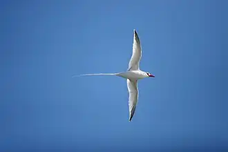 Roodsnavelkeerkringvogel