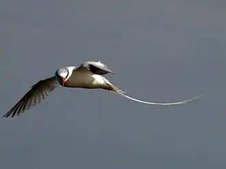Een roodsnavelkeerkringvogel op Great Bird Island