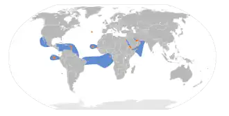 Roodsnavelkeerkringvogel