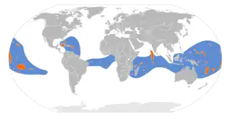 Witstaartkeerkringvogel