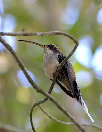 Schubkeelheremietkolibrie