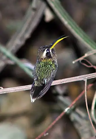 Dwergheremietkolibrie