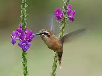 Kleine streepkeelheremietkolibrie