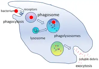 Diagram van fagocytose: een bacteriële cel wordt opgenomen en afgebroken.