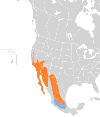 Zwarte zijdevliegenvanger