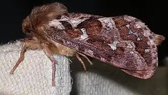 Pharmacis fusconebulosaGemarmerde wortelboorder