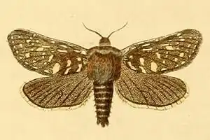 Pharmacis pyrenaicus