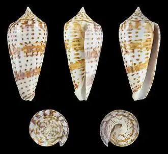 Conus lynceus