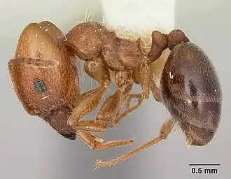 Pheidole bureni