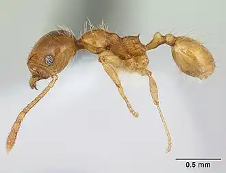 Pheidole chrysops