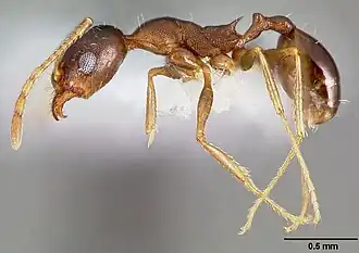 Pheidole clydei