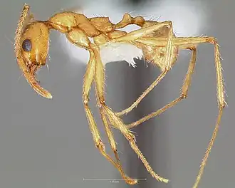 Pheidole desertorum