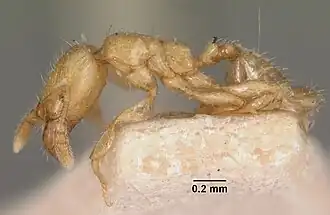 Machomyrma