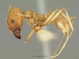 Pheidole granulata