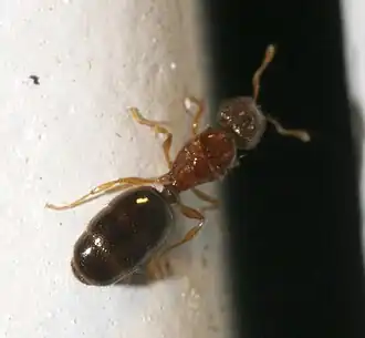 Pheidole parva