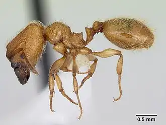 Pheidole pelor