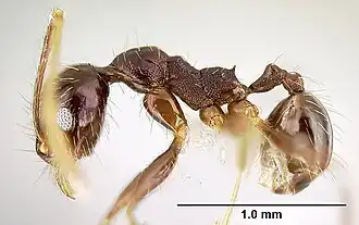 Pheidole minor