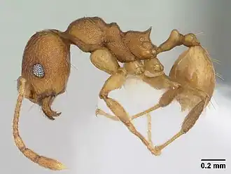 Pheidole reflexans